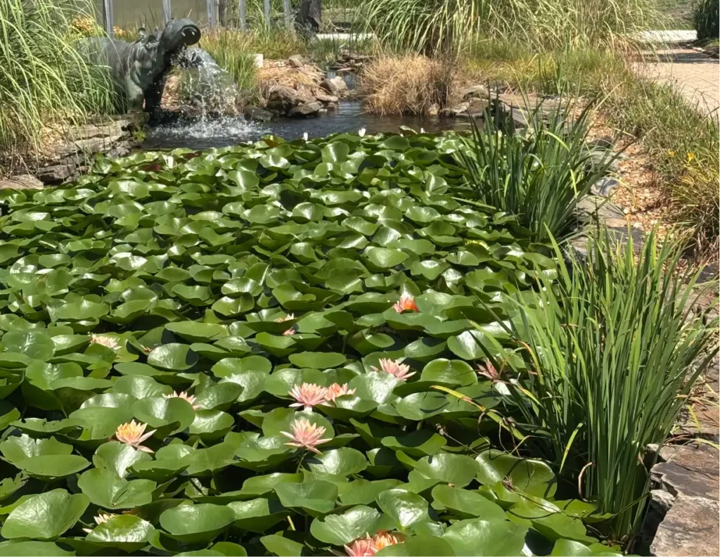 A serene pond filled with lush green lily pads with pink water lilies